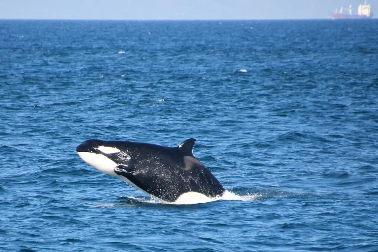 Ataques de orcas a embarcações voltam a crescer na costa de Portugal